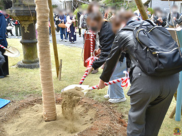 栖鳳桜 記念植樹会