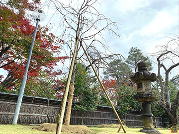 栖鳳桜 記念植樹会