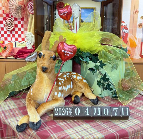 お披露目中】D`COORDのご紹介です♪（むにゅり口のDDH-21、小悪魔系の